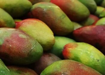 Mango Festival 2026: दशहरी, लंगड़ा और चौसा की मिठास के साथ लखनऊ में सजेगा तीन दिवसीय आम महोत्सव