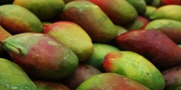 Mango Festival 2026: दशहरी, लंगड़ा और चौसा की मिठास के साथ लखनऊ में सजेगा तीन दिवसीय आम महोत्सव
