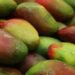 Mango Festival 2026: दशहरी, लंगड़ा और चौसा की मिठास के साथ लखनऊ में सजेगा तीन दिवसीय आम महोत्सव
