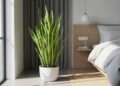 Snake plant: रात में ऑक्सीजन छोड़ने की क्षमता, बना लोगों की पहली पसंद, कम देखभाल में पाए हरियाली और ताजगी