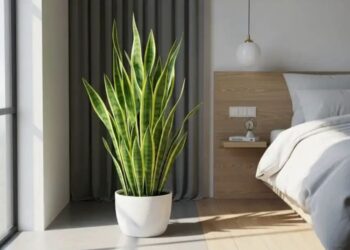 Snake plant: रात में ऑक्सीजन छोड़ने की क्षमता, बना लोगों की पहली पसंद, कम देखभाल में पाए हरियाली और ताजगी
