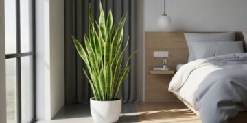 Snake plant: रात में ऑक्सीजन छोड़ने की क्षमता, बना लोगों की पहली पसंद, कम देखभाल में पाए हरियाली और ताजगी