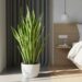 Snake plant: रात में ऑक्सीजन छोड़ने की क्षमता, बना लोगों की पहली पसंद, कम देखभाल में पाए हरियाली और ताजगी