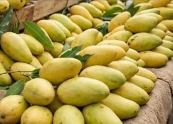 Malihabadi Dussehri Mango: बाजार में नकली और केमिकल से पकाए गए आमों से कैसे बचे जानिए असली दशहरी की आसान पहचान