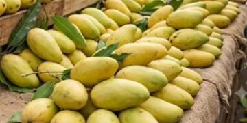 Malihabadi Dussehri Mango: बाजार में नकली और केमिकल से पकाए गए आमों से कैसे बचे जानिए असली दशहरी की आसान पहचान