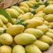Malihabadi Dussehri Mango: बाजार में नकली और केमिकल से पकाए गए आमों से कैसे बचे जानिए असली दशहरी की आसान पहचान