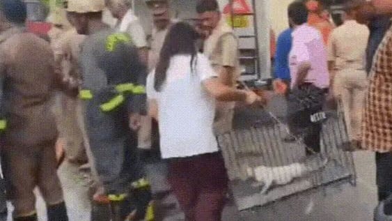 Lucknow Fire Rescue Cats Saved