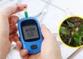 Insulin Plant For Diabetes