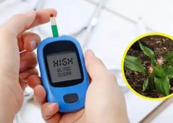 Insulin Plant For Diabetes