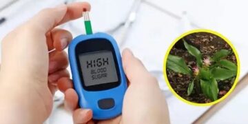 Insulin Plant For Diabetes