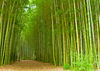 National Bamboo Mission: बंजर जमीन से भी होगी कमाई, बांस की खेती पर सरकार दे रही 50% तक सब्सिडी