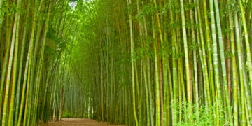 National Bamboo Mission: बंजर जमीन से भी होगी कमाई, बांस की खेती पर सरकार दे रही 50% तक सब्सिडी
