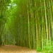 National Bamboo Mission: बंजर जमीन से भी होगी कमाई, बांस की खेती पर सरकार दे रही 50% तक सब्सिडी
