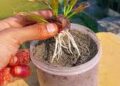 Cinnamon Gardening Tips: मसाले के साथ सेहत का खजाना है दालचीनी,जाने कैसे किचन गार्डन में भी कर सकते हैं इसकी खेती