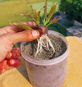 Cinnamon Gardening Tips: मसाले के साथ सेहत का खजाना है दालचीनी,जाने कैसे किचन गार्डन में भी कर सकते हैं इसकी खेती