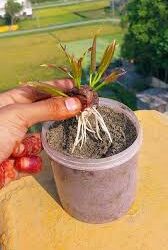 Cinnamon Gardening Tips: मसाले के साथ सेहत का खजाना है दालचीनी,जाने कैसे किचन गार्डन में भी कर सकते हैं इसकी खेती