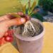 Cinnamon Gardening Tips: मसाले के साथ सेहत का खजाना है दालचीनी,जाने कैसे किचन गार्डन में भी कर सकते हैं इसकी खेती
