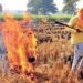 Stubble Burning: धान कटाई के मौसम में पराली जलाने वालों पर सख्ती, ड्रोन की लाइव फीड से होगी रियल-टाइम निगरानी और कार्रवाई
