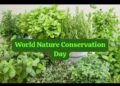 Medicinal Plants for Home