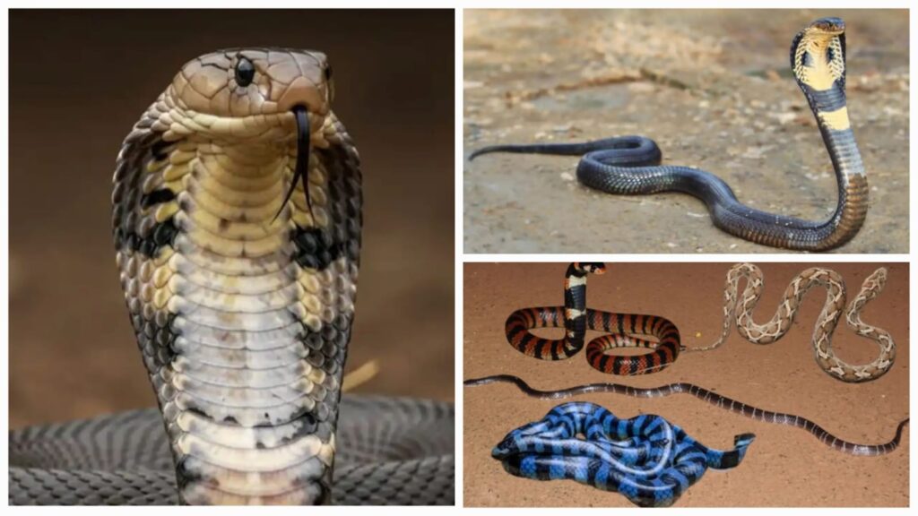 Snake Bite News