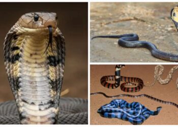 Snake Bite News