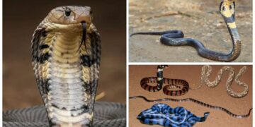 Snake Bite News