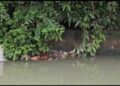 Lucknow Sharda Canal Dead Body
