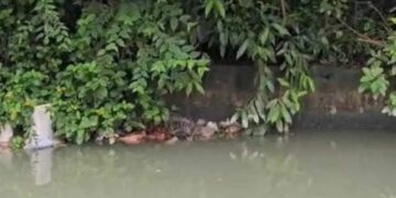 Lucknow Sharda Canal Dead Body