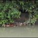 Lucknow Sharda Canal Dead Body