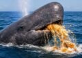 Whale Ambergris Seizure