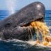 Whale Ambergris Seizure