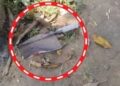 Gonda 7 Year Old Boy Attacks Father