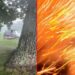 Lightning Strike: पेड़ के नीचे खड़े गोल्फर पर गिरी बिजली, मोबाइल कैमरे में कैद हुआ खौफनाक पल