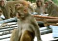 Monkey Menace: किसके हमले में हुई मौत के बाद जागा बरेली नगर निगम, 12 हजार बंदरों पर चलेगा अभियान,  हर वार्ड का बनेगा रोस्टर