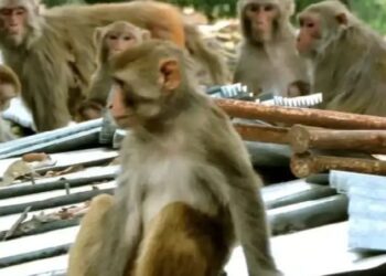 Monkey Menace: किसके हमले में हुई मौत के बाद जागा बरेली नगर निगम, 12 हजार बंदरों पर चलेगा अभियान, हर वार्ड का बनेगा रोस्टर
