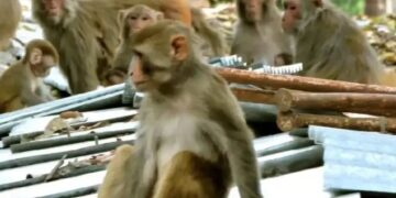 Monkey Menace: किसके हमले में हुई मौत के बाद जागा बरेली नगर निगम, 12 हजार बंदरों पर चलेगा अभियान,  हर वार्ड का बनेगा रोस्टर