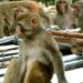 Monkey Menace: किसके हमले में हुई मौत के बाद जागा बरेली नगर निगम, 12 हजार बंदरों पर चलेगा अभियान, हर वार्ड का बनेगा रोस्टर