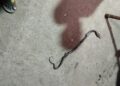 Ghaziabad Snake Bite
