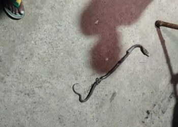Ghaziabad Snake Bite