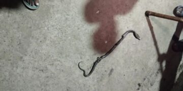 Ghaziabad Snake Bite