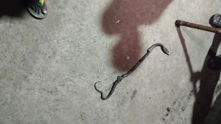 Ghaziabad Snake Bite