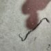 Ghaziabad Snake Bite