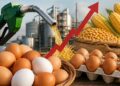 Egg Price Hike: मंहगाई की दौड़ में शामिल हो गए अंडे? जाने क्या है आज का रेट