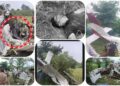 Kanpur Plane Crash