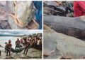 Giant Fish In Gandak River