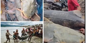 Giant Fish In Gandak River