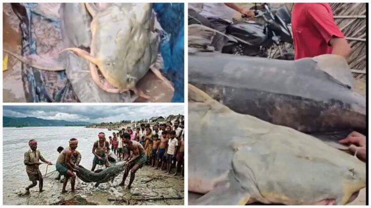 Giant Fish In Gandak River