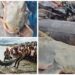 Giant Fish In Gandak River