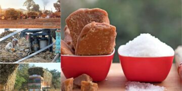 Sugar Price In India