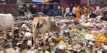 Vrindavan Cleanliness: परिक्रमा मार्ग पर दुर्गंध और कचरे से परेशान श्रद्धालु,प्रशासन से स्थायी समाधान की मांग